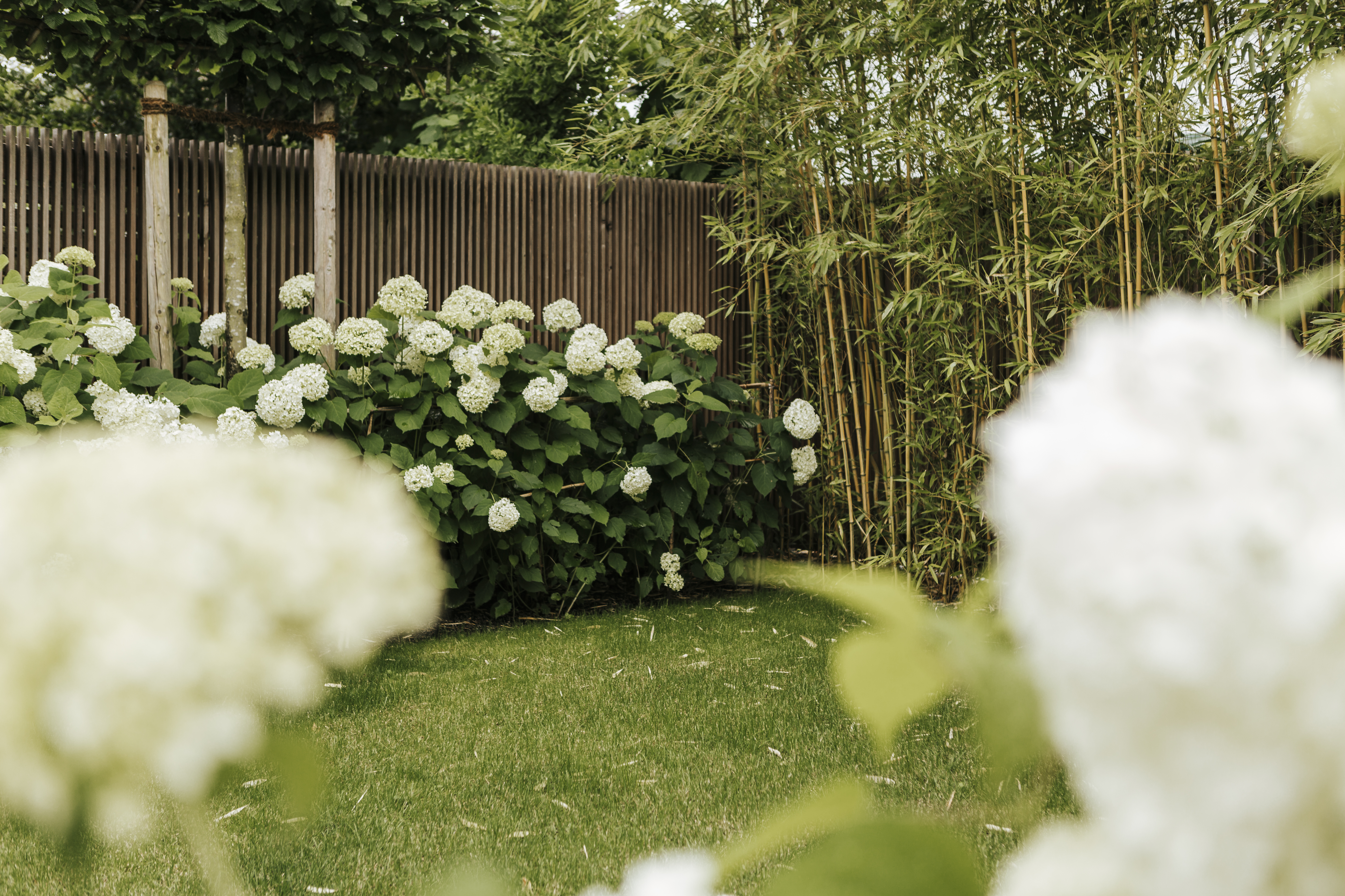Gartengestaltung Hortensien